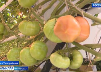 «Авыл сулышы» сәхифәсе