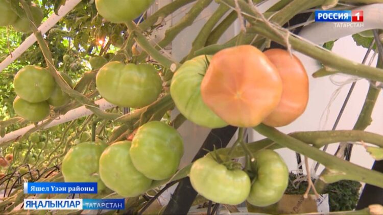 «Авыл сулышы» сәхифәсе