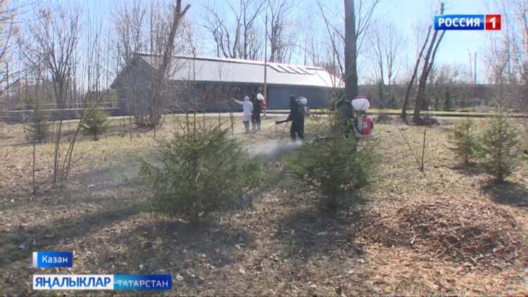 Казанда парклар һәм бакчаларны талпаннардан эшкәртү башланды