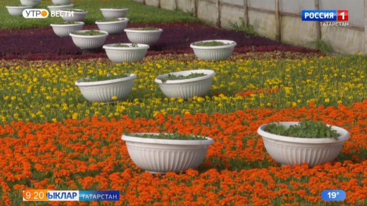 Чәчәкләре күзне иркәли