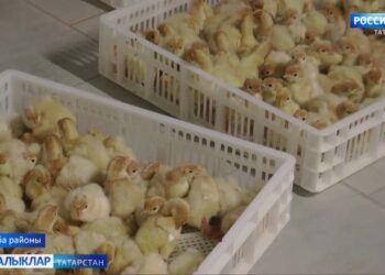 Заманча инкубатор  Саба районында эшли башлады