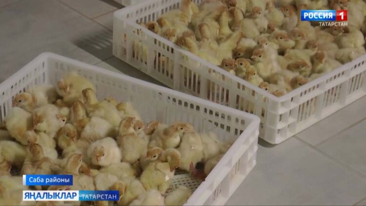 Заманча инкубатор  Саба районында эшли башлады