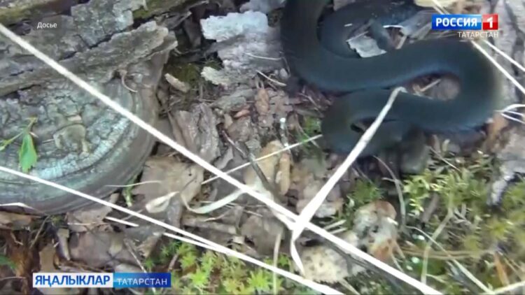 Татарстанда еланнар күренә башлады