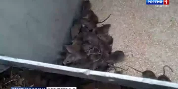 Татарстан тычкан бизе белән авыручылар саны буенча өченче урында