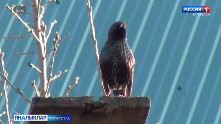 Бүген Татарстанда температура 16 градуска кадәр күтәрелә