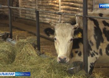 Һәр сыерга өстәмә 300 сум субсидия бирелә