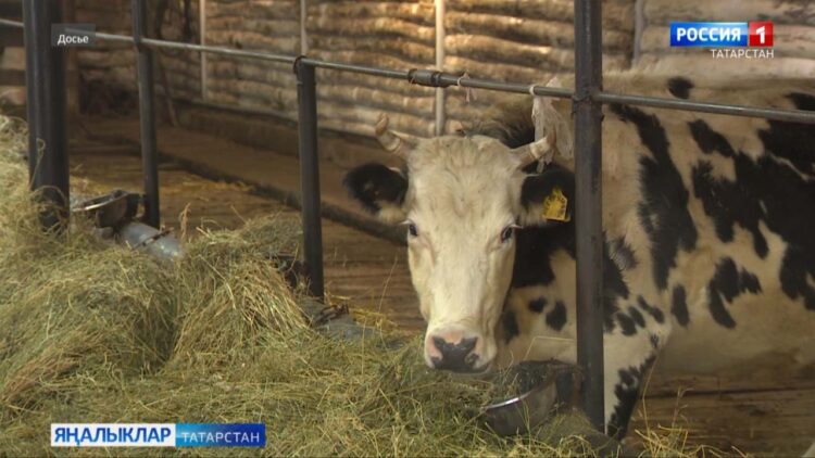 Һәр сыерга өстәмә 300 сум субсидия бирелә