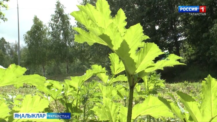 Куркыныч үсемлек — балтырган