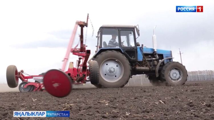 Зәй аграрийлары шикәр чөгендере чәчү белән мәшгуль