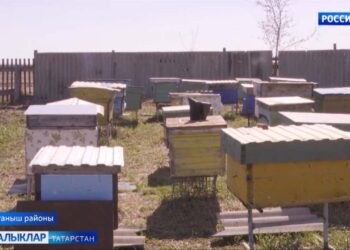 Бал кортыдай тынгысыз