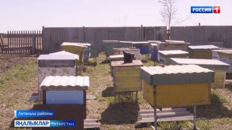 Бал кортыдай тынгысыз