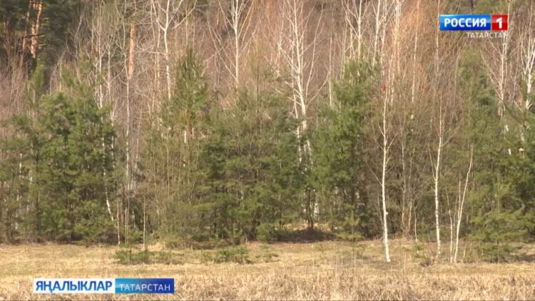 Урманнарга керү чикләнә