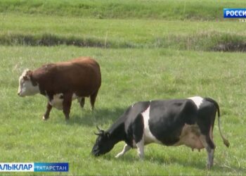 Эше барның – ашы бар