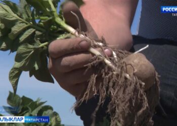 Бәрәңгегә зыян килде