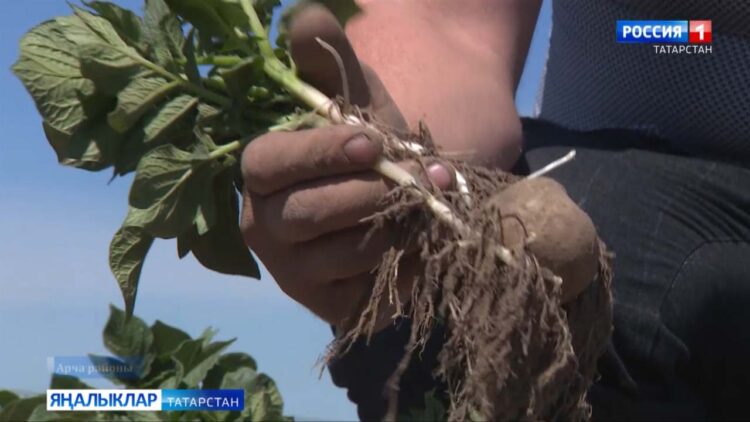 Бәрәңгегә зыян килде