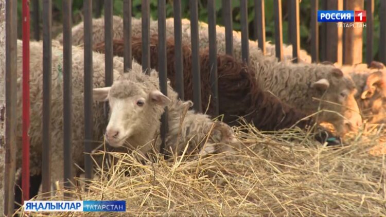 Корбан гаетенең беренче көне 28 июньгә туры килә