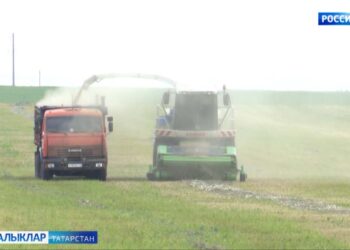 Республикада терлек азыгы әзерләүгә керештеләр