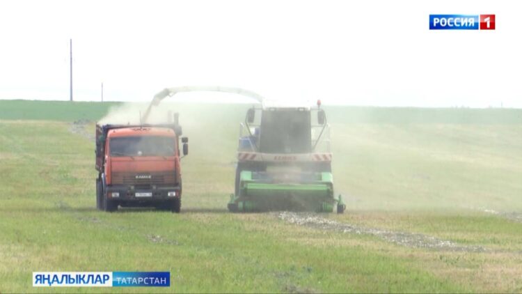 Республикада терлек азыгы әзерләүгә керештеләр