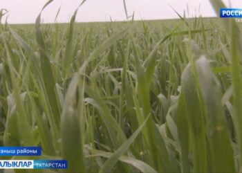 Районнарда иген кырлары нинди уңыш вәгъдә итә?