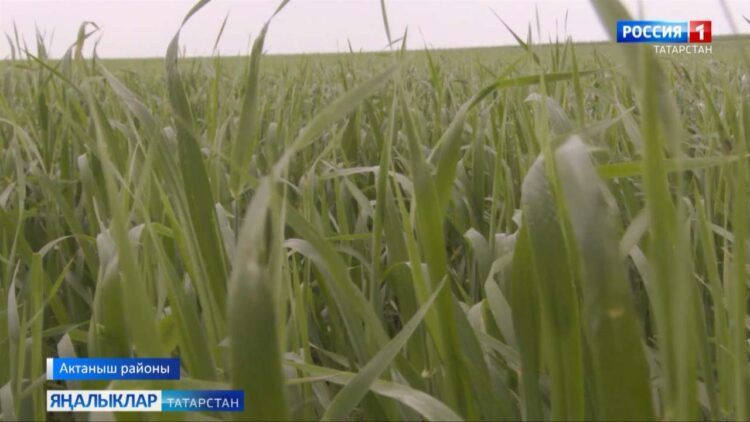 Районнарда иген кырлары нинди уңыш вәгъдә итә?