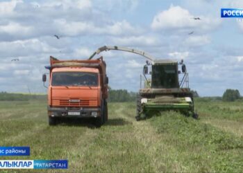 Коры җәйнең кадерле печәне