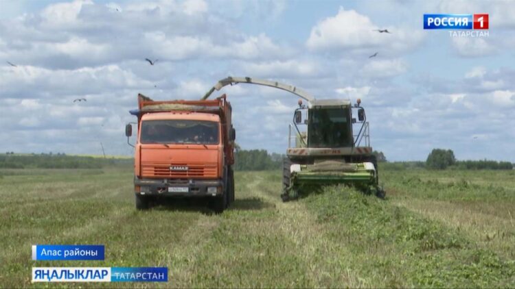 Коры җәйнең кадерле печәне