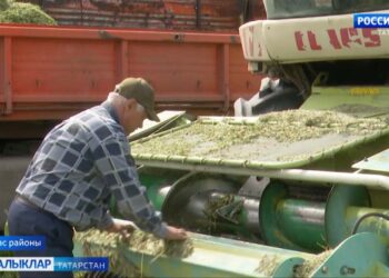 Республикада кышкы чорга терлек азыгы әзерләү башланды