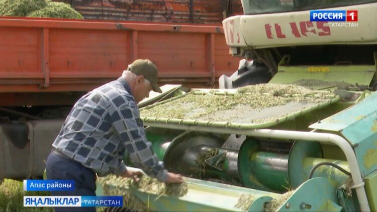 Республикада кышкы чорга терлек азыгы әзерләү башланды