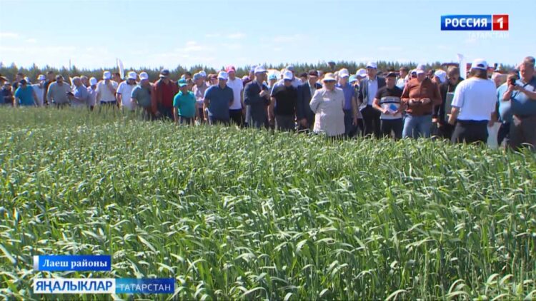 «Авыл сулышы» сәхифәсе