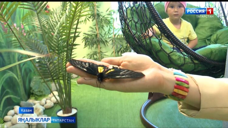 Казанда дөньяның төрле нокталарыннан килгән күбәләкләрне күрергә мөмкин