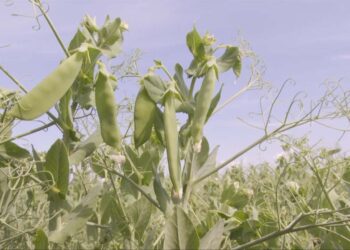 Корткыч бөҗәкләрдән зыян күргән игеннәрне саклап калып булырмы?