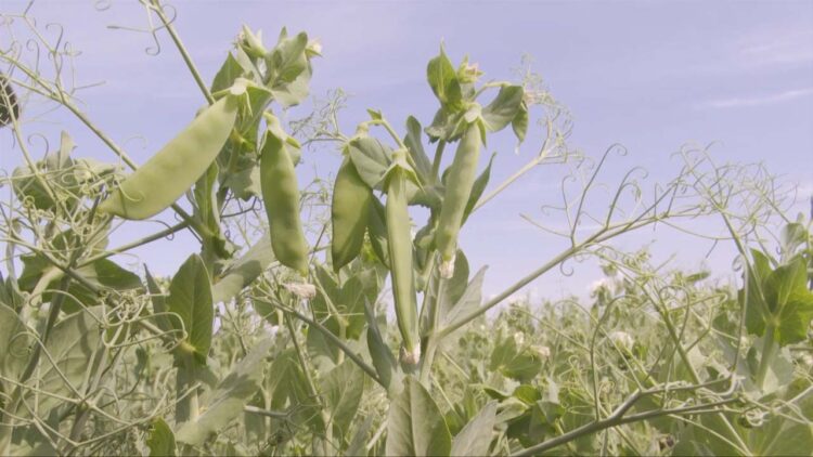 Корткыч бөҗәкләрдән зыян күргән игеннәрне саклап калып булырмы?