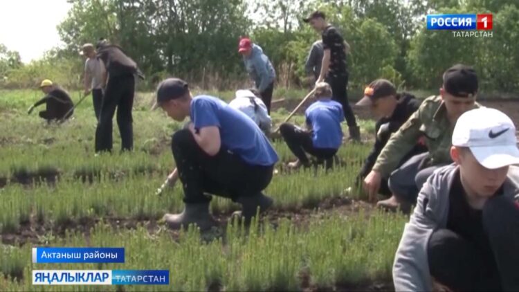 Яшеллек арта