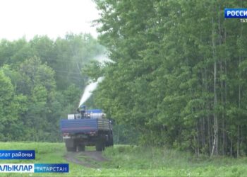 Урманнарга яңа афәт яный