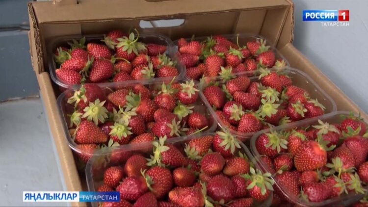 Җиләк пешкән чак