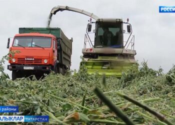 Авыл хуҗалыгында эшләрнең очы-кырые юк