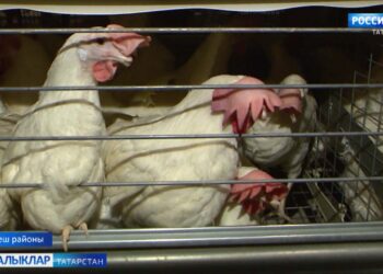 Илле еллык тарихы булган Лаеш кошчылык фабрикасы