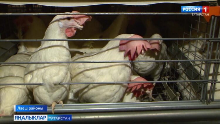 Илле еллык тарихы булган Лаеш кошчылык фабрикасы