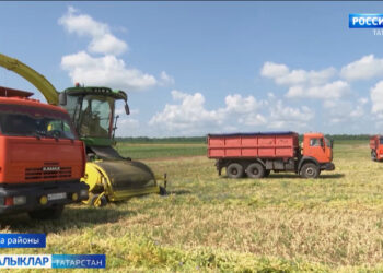 Кышлык ризык шулай туплана