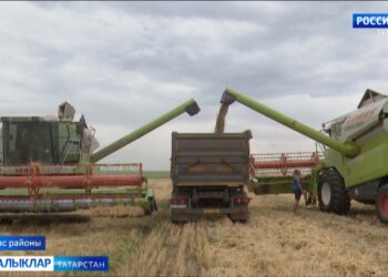 Коры көннәр алтынга тиң