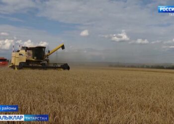 “Зәй шикәре” агрофирмасы уракка июль уртасында ук керешкән
