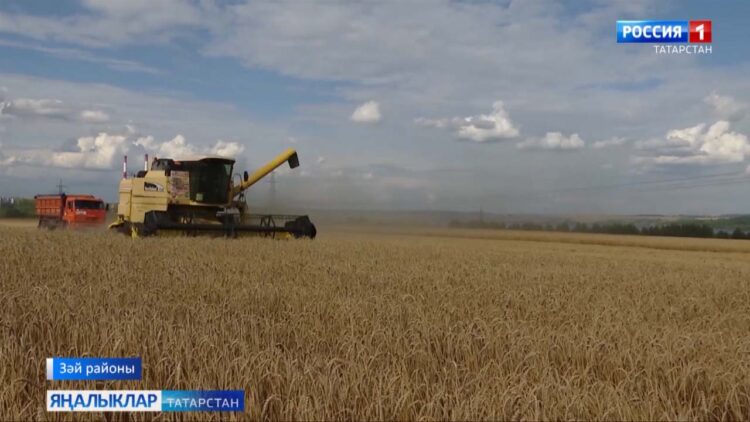 “Зәй шикәре” агрофирмасы уракка июль уртасында ук керешкән