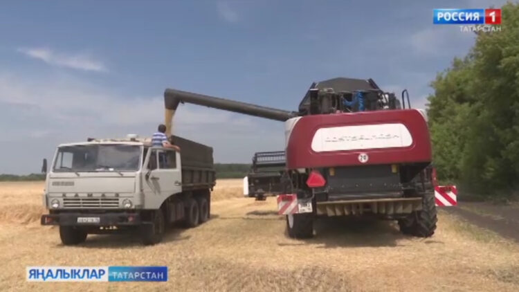 Ике атна алдан уракка төшкән игенчеләрнең кәефләре ничек?