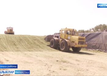 Актанышлылар басу-кырлардан сыйфатлы азык җыеп алу белән мәшгуль