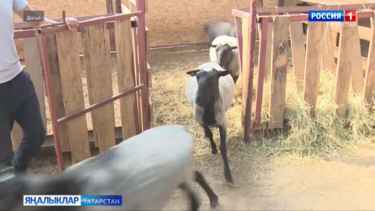 Диния нәзарәте узып киткән Корбан бәйрәменә нәтиҗәләр чыгарды