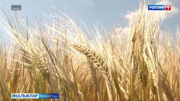 Урак көткәндә