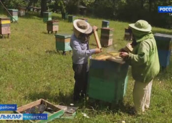 Тиздән умартачылар өчен кызу урак өсте – бал аерту башлана