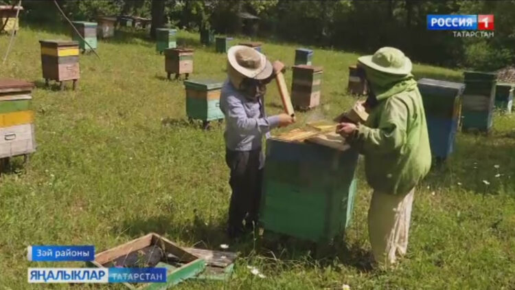 Тиздән умартачылар өчен кызу урак өсте – бал аерту башлана