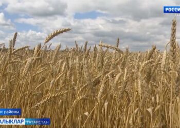 Татарстан игенчеләре беренче миллион тонна ашлык суктырды