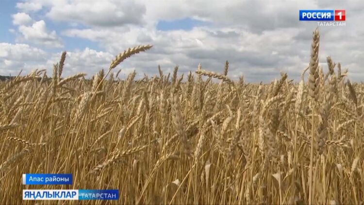 Татарстан игенчеләре беренче миллион тонна ашлык суктырды